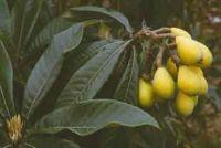 Ursolic Acid 25~98% ( Loquat   Leaf   Extract  25)