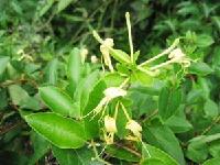 High-purity Chlorogenic Acid 10~99%(Honeysuckle Extract)