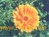 zeaxanthin,natural colorant ,plant extract