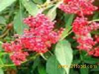 elderberry extract(juice),plant extract