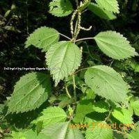 6,7-Dihydroxybergamotin,plant extract