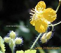 celandine extract,chelidonine,stylophorin,diphylline