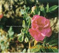 Rose flower extract