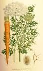 beta-carotene