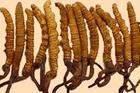  cordyceps  sinensis