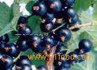  iqf   black   currant 