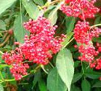 IQF Elderberry
