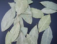 dried herb,bay leaves,bay  leaf 