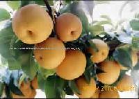 PEAR
