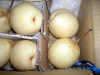 ya pear, pear