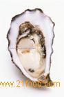 Oyster Peptide