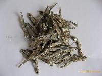 Pond Smelt