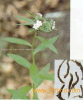 Lithospermum erythrorhizon extract