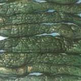 Salted cucumber