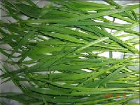 dehydrated  barley   grass ,  wheat   grass , alfalfa  grass , oat  grass 