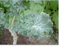  Kale  Powder