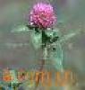  Red   Clover  P.E.