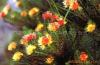  Rhodiola   P . E 