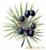 Saw Palmetto Fruit Extract