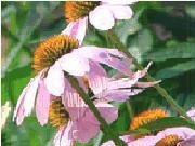  Echinacea  Herb P.E.