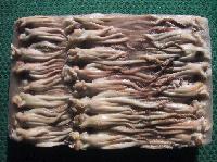 frozen  squid   head 