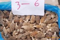 Frozen Morel