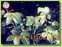 Siberian Ginseng P.E.
