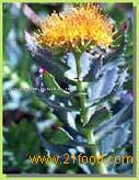 Rhodiola Rosea P.E.