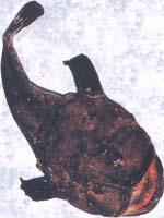 Angler