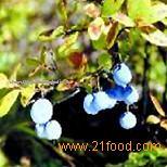 billberry extract