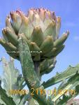 artichoke extract, longfu biochemical