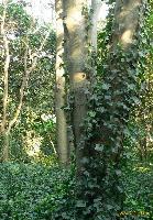 Ivy Powder extract