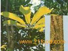 Magnolia Bark Powder Extract