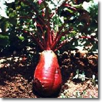 red  radish   color 
