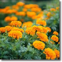 xanthophyll