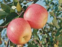 Red Fuji Apple