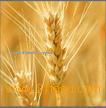 STARCH INDUSTRY ENZYMES
