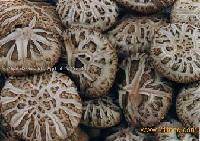  White   Flower   Shiitake  mushroom