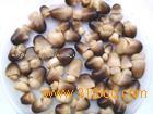 Straw mushroom