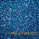 IQF Blueberry