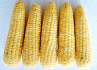 Quick frozen sticky corn