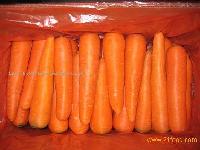 fresh carrot