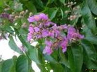 Lagerstroemia speciosa