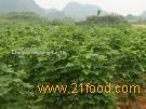 Kudzu root extract