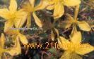 St. John's Wort Extract