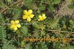 tribulus terrestris