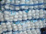 Pure white  garlic 