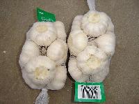 Normal white garlic