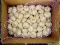 GARLIC cartons loose packing