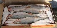  Herring 